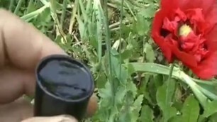 Poppies as a Painkiller - how to Harvest Papaver Somniferum